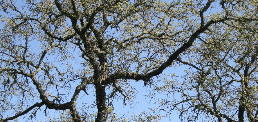 Blue Oak