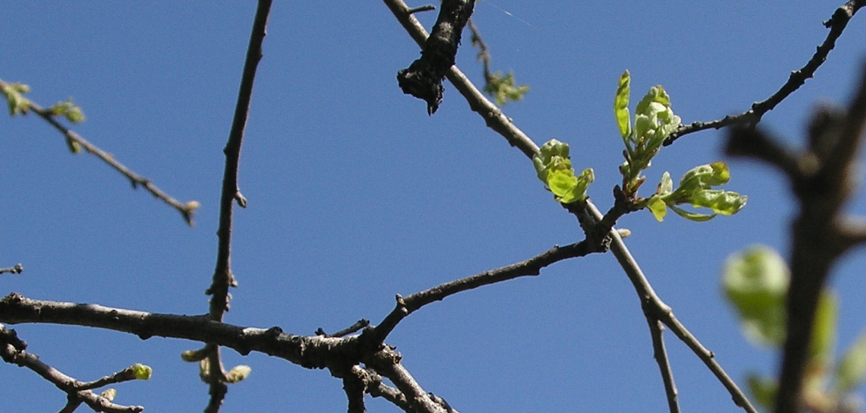 Blue Oak leaves
