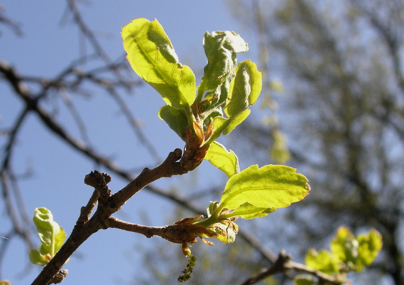 Blue Oak leaves