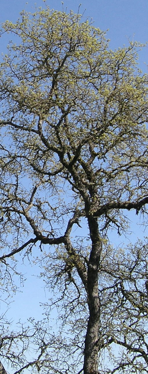 Blue Oak